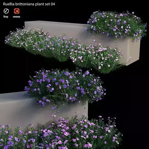 Ruellia brittoniana plant set 04