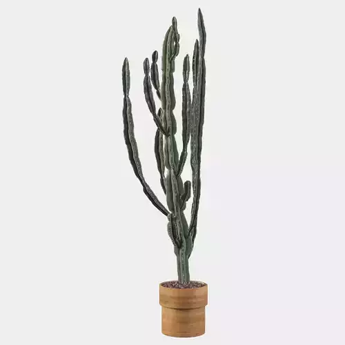 Euphorbia candelabrum cactus