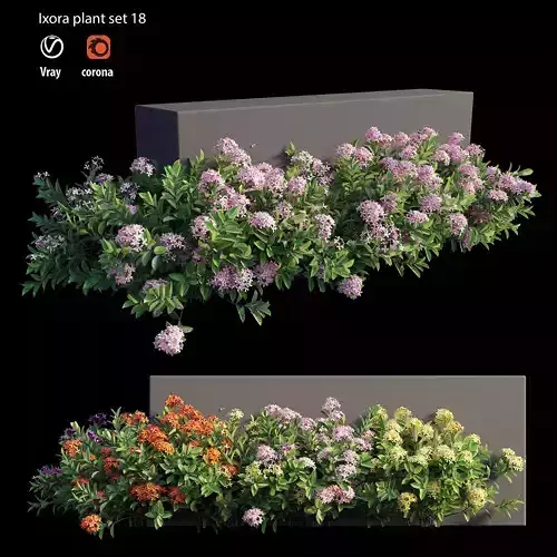Ixora plant set 18 3D model