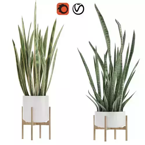 Sansevieria part 2 3D model