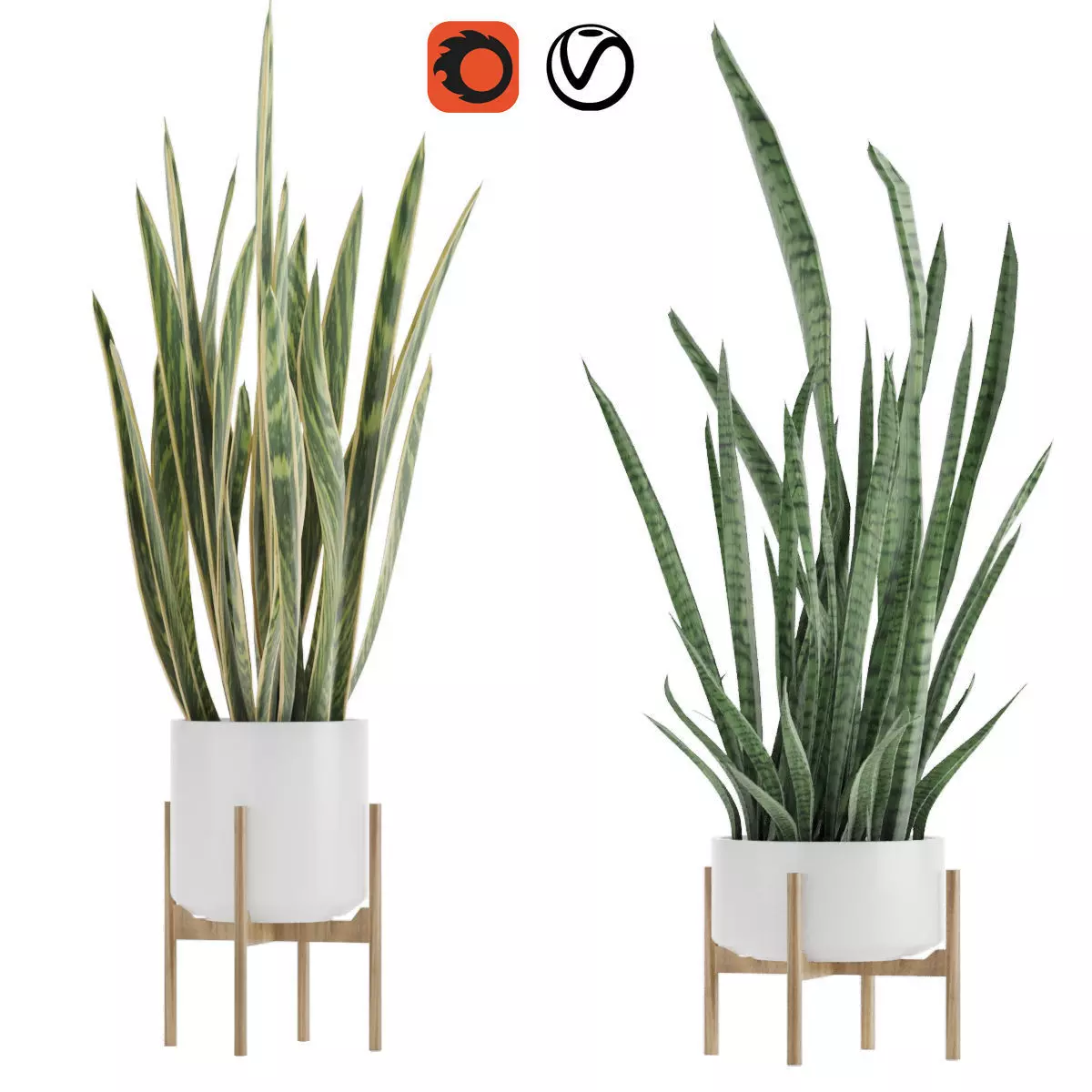 Sansevieria part 2 3D model_0