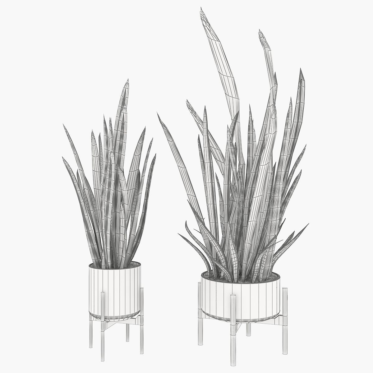 Sansevieria part 2 3D model_3
