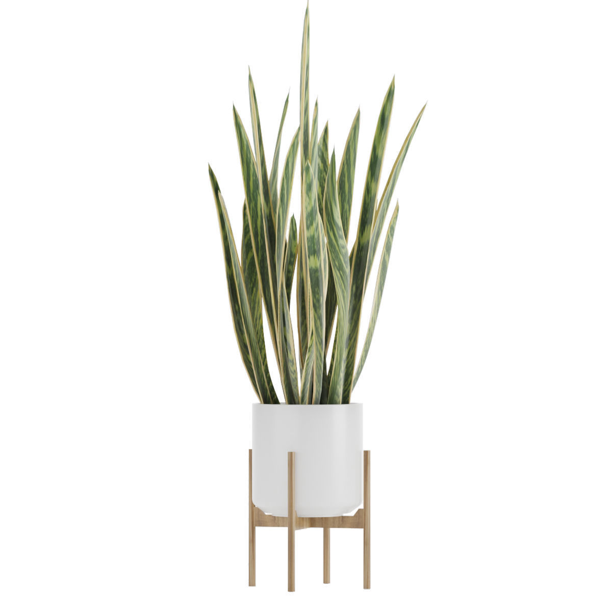 Sansevieria part 2 3D model_2