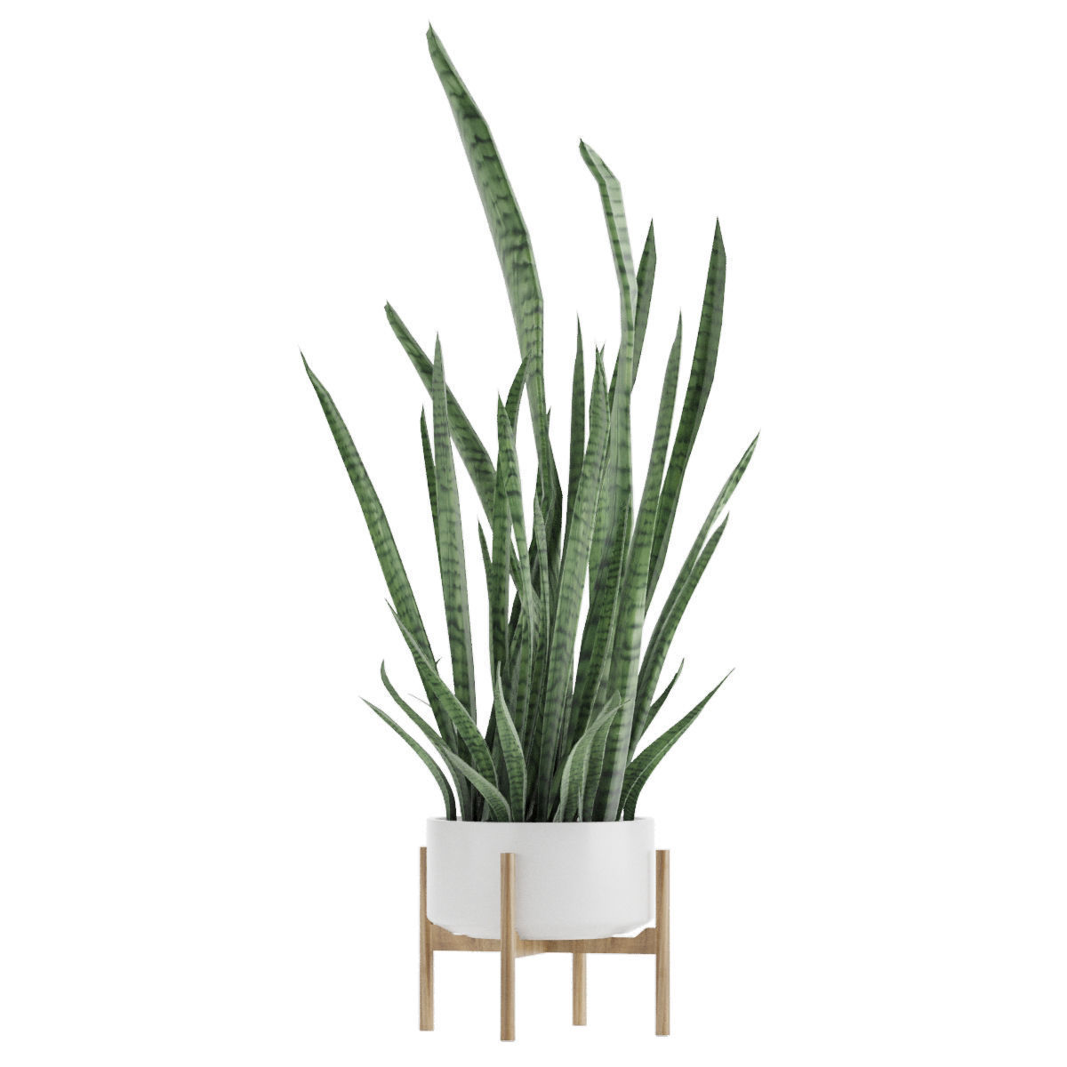 Sansevieria part 2 3D model_1