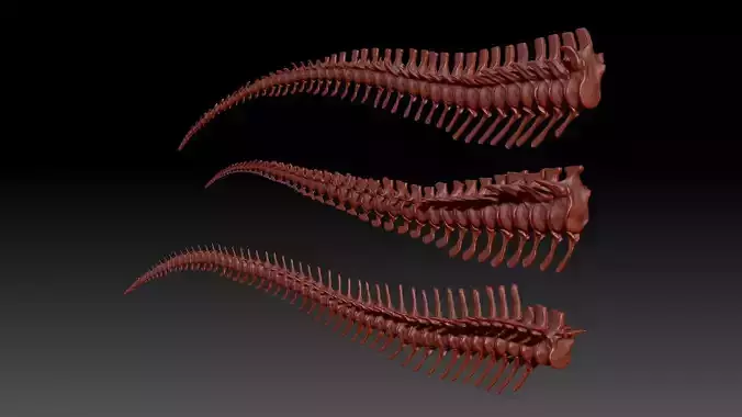 Dinosaur Spinosaurus Tyrannosaurus Giganotosaurus Tail Skeletons 3D model