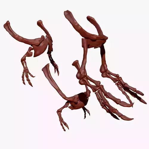 Spinosaurus - Tyrannosaurus - Giganotosaurus Arm Skeletons Set 3D model