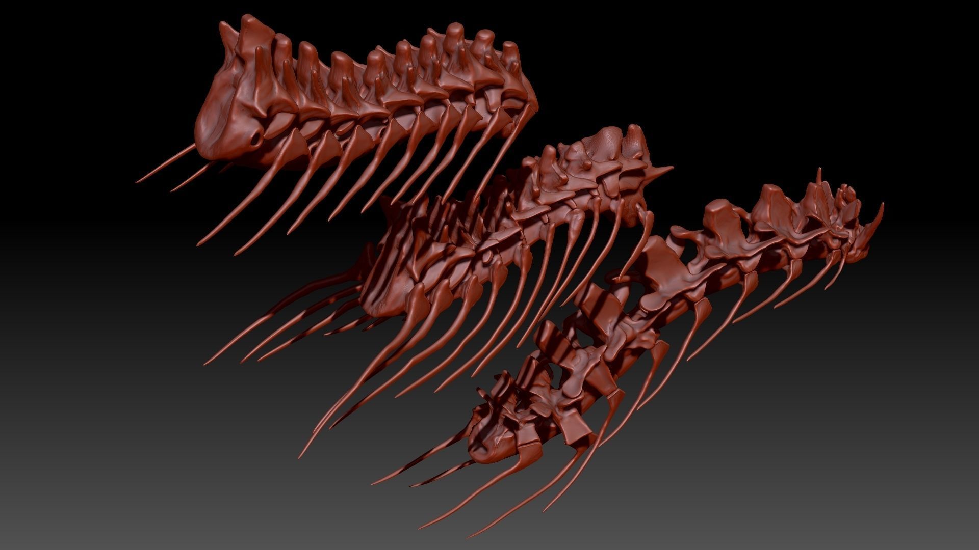 Dinosaur Spinosaurus Tyrannosaurus Giganotosaurus Neck Skeletons 3D model_2