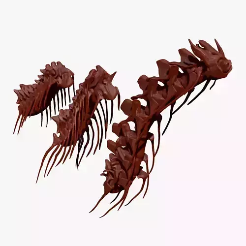 Spinosaurus - Tyrannosaurus - Giganotosaurus Neck Skeletons Set 3D model
