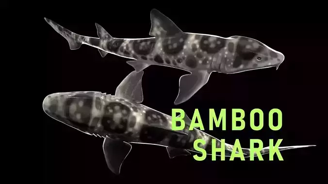 Bamboo Shark Low-poly 3D model