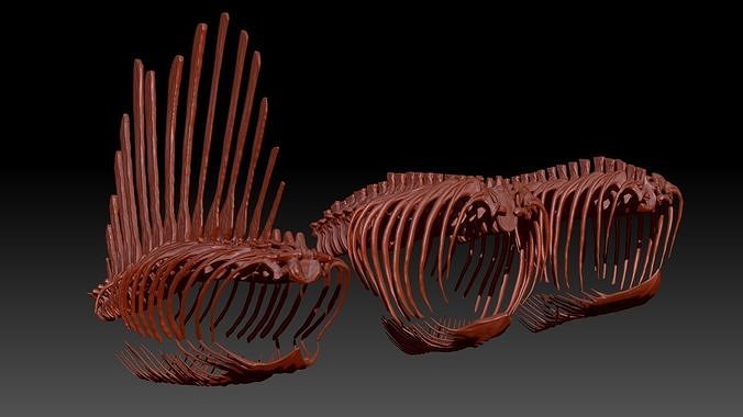 Spinosaurus Tyrannosaurus Giganotosaurus Spine Rib Skeletons Set 3D model