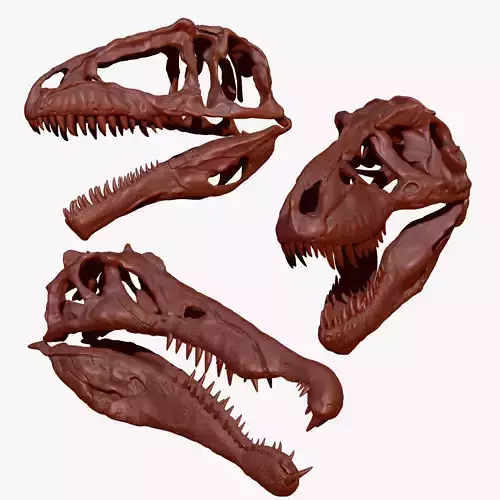 Spinosaurus - Tyrannosaurus - Giganotosaurus Skull Skeletons Set 3D model