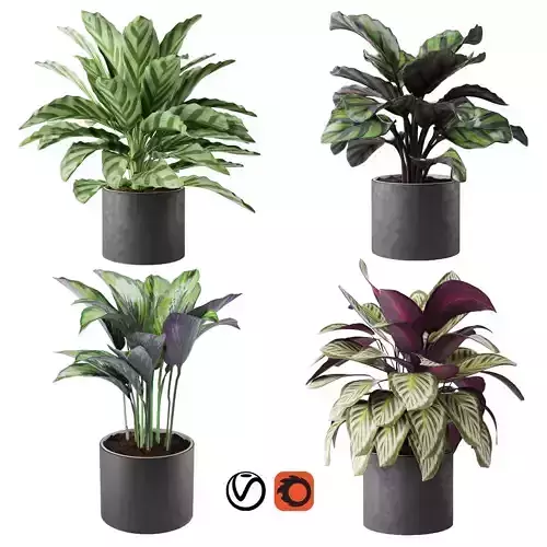 calathea Collection two plants in pot 3D model