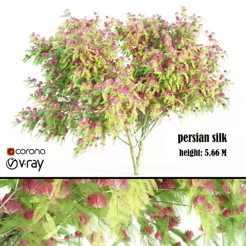 persian silk or mimosa