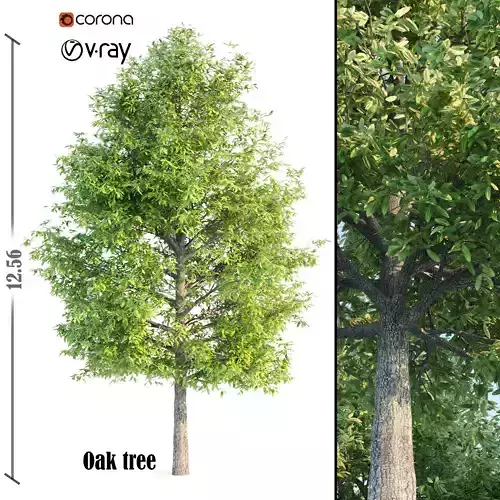 shingle oak 3D model