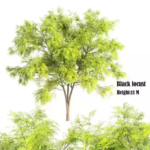 Black locust