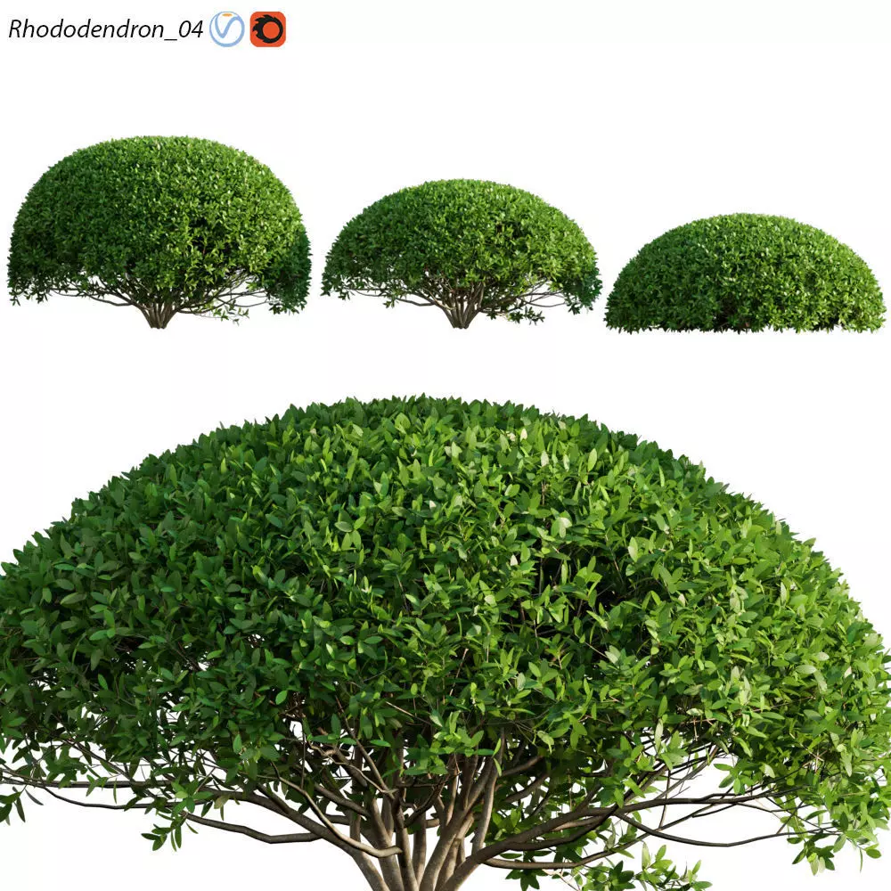 Rhododendron 04 3D model_0