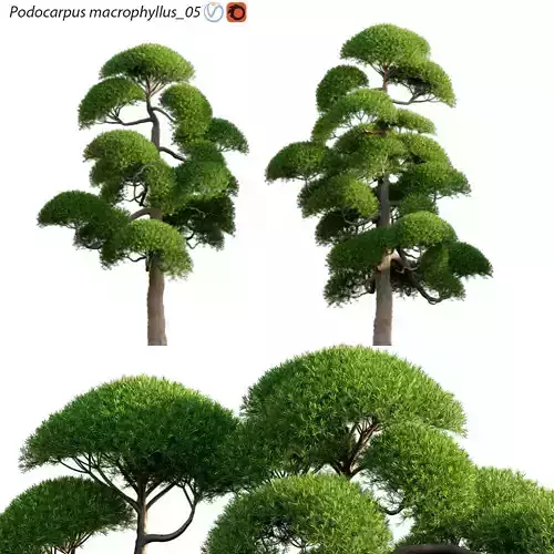 Podocarpus macrophyllus 05 3D model