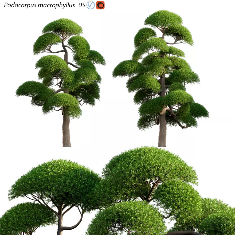 Podocarpus macrophyllus 05 3D model_0