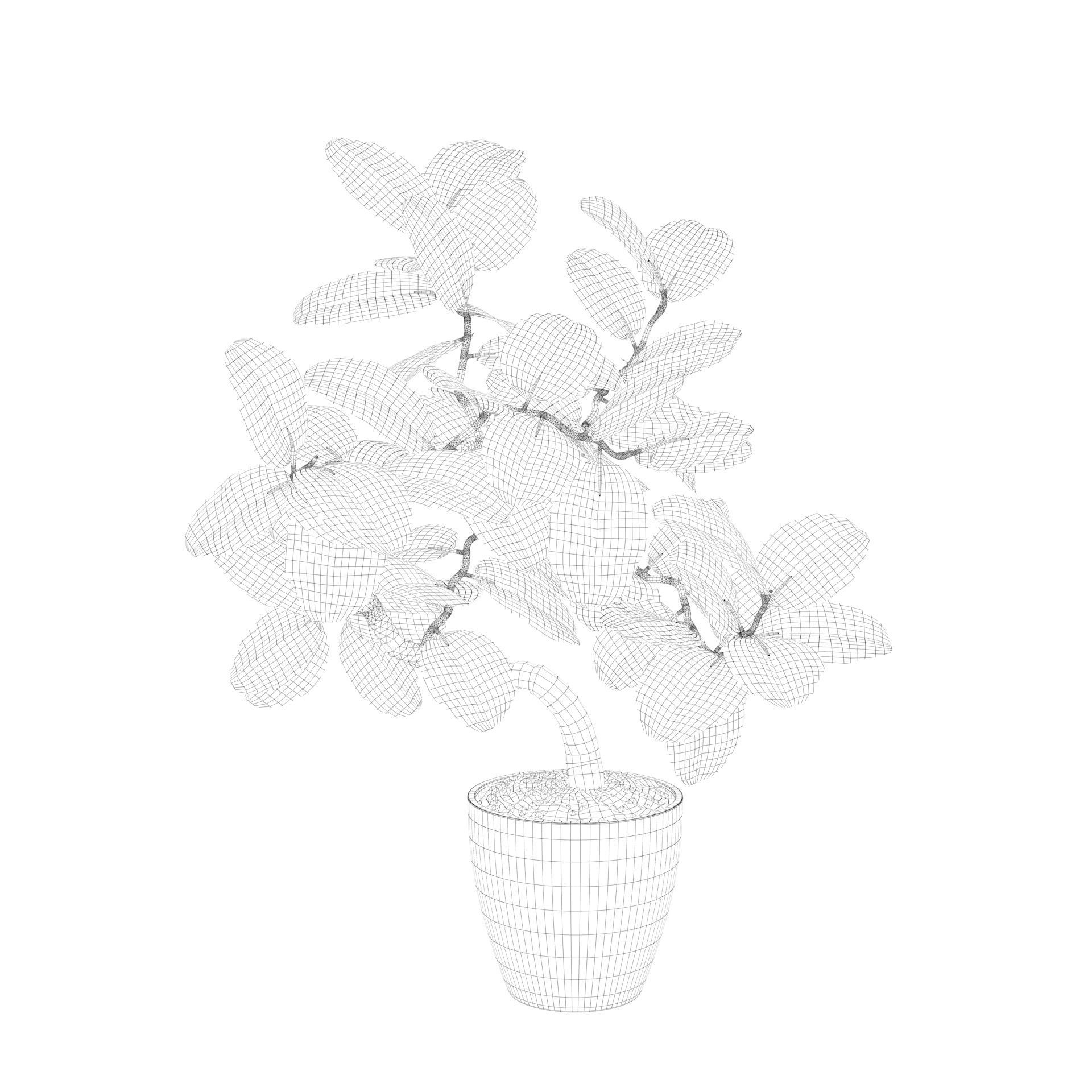 ficus benghalensis 3D model_15