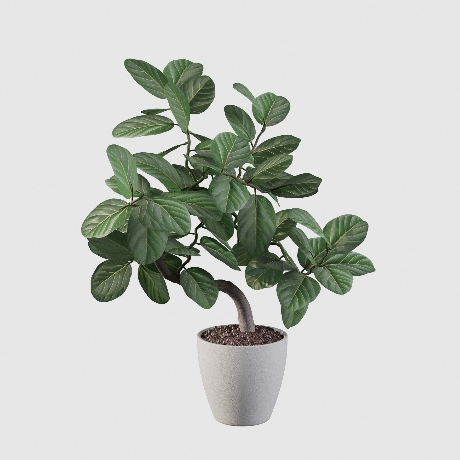 ficus benghalensis 3D model_63