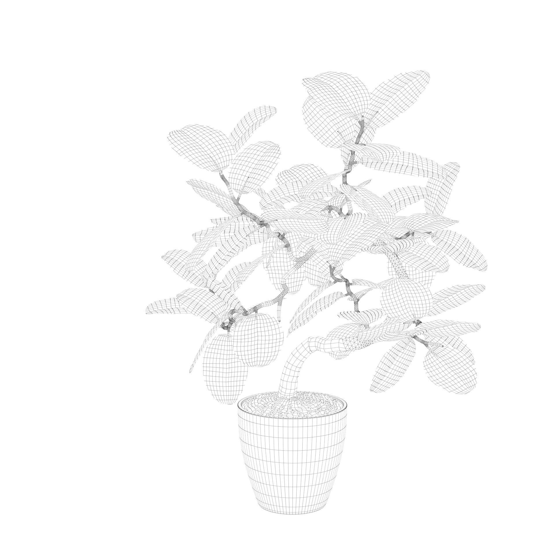 ficus benghalensis 3D model_33