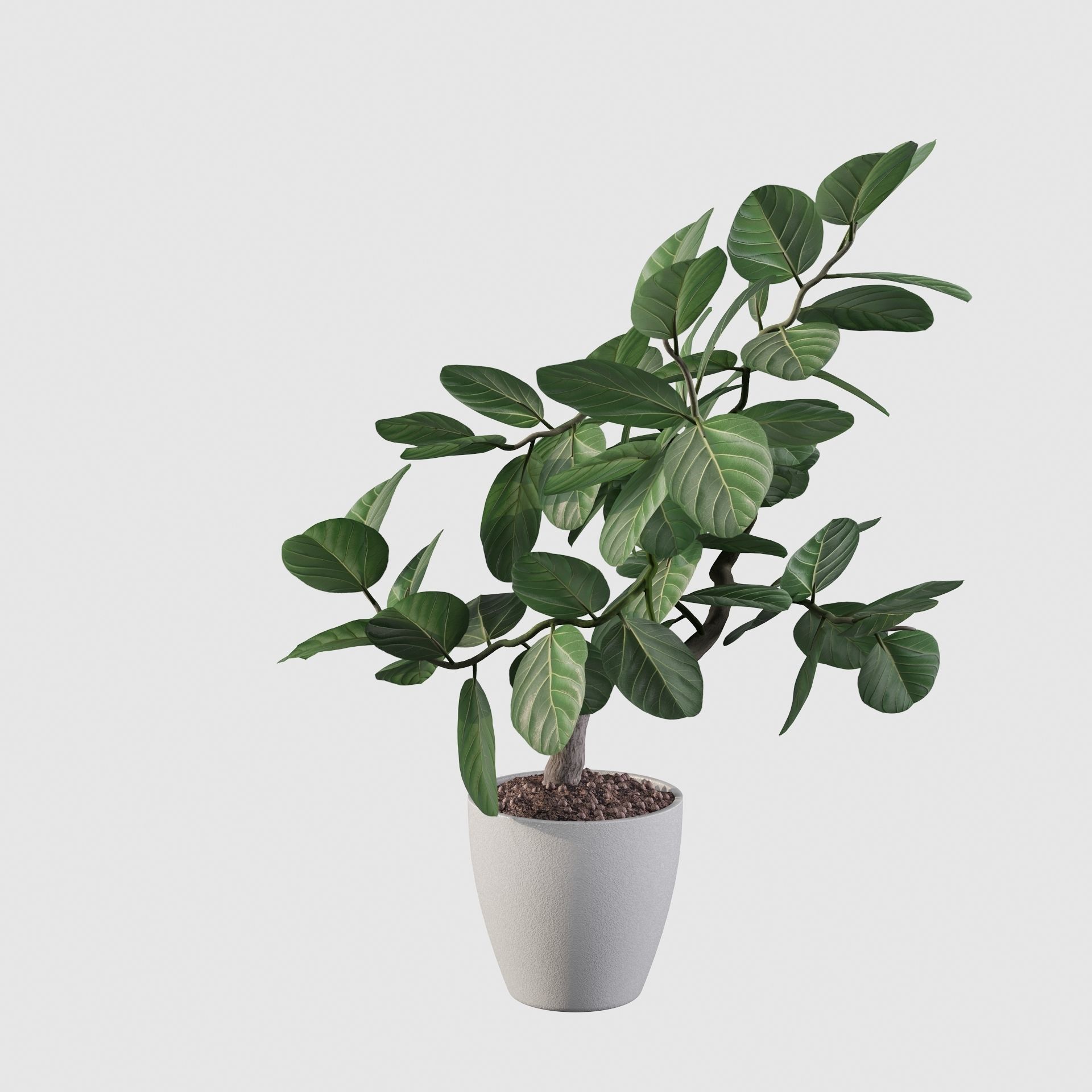 ficus benghalensis 3D model_43