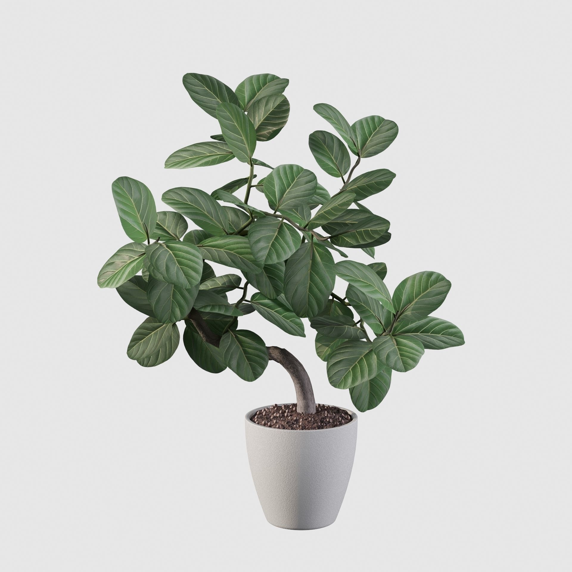 ficus benghalensis 3D model_46
