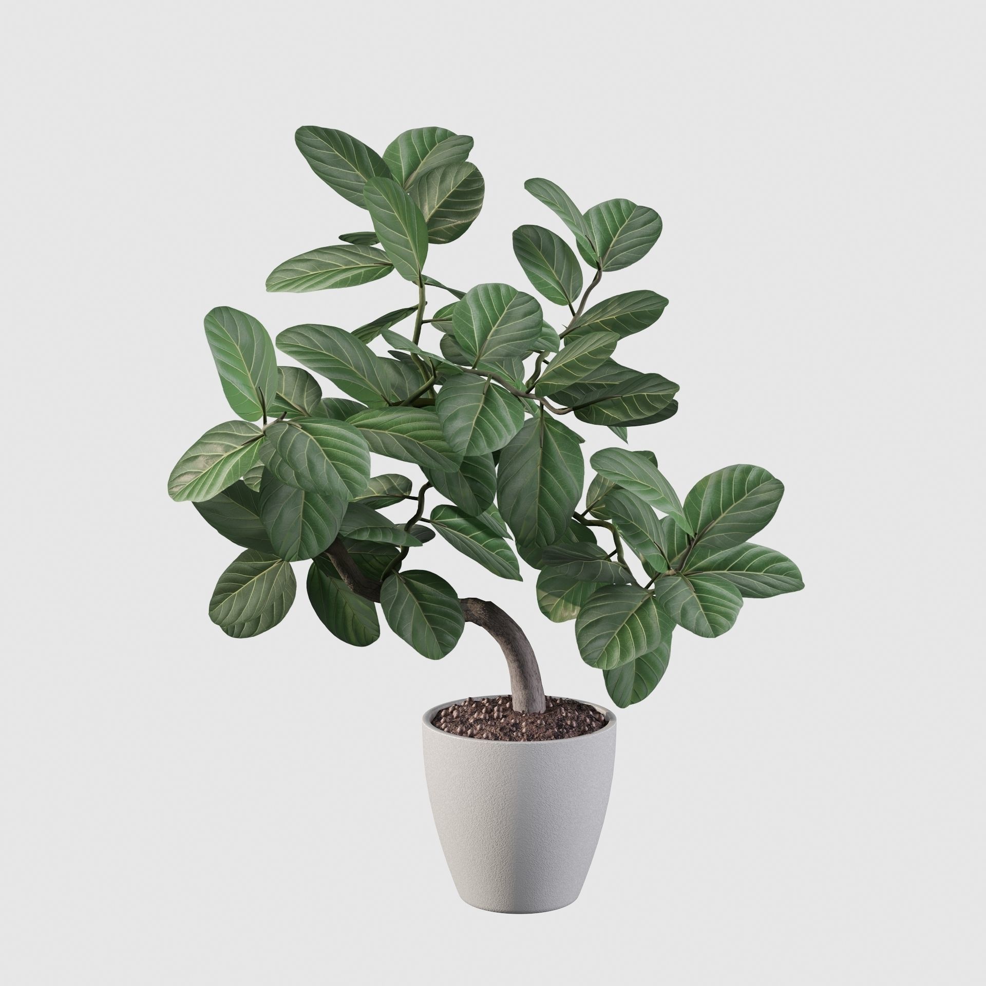 ficus benghalensis 3D model_6