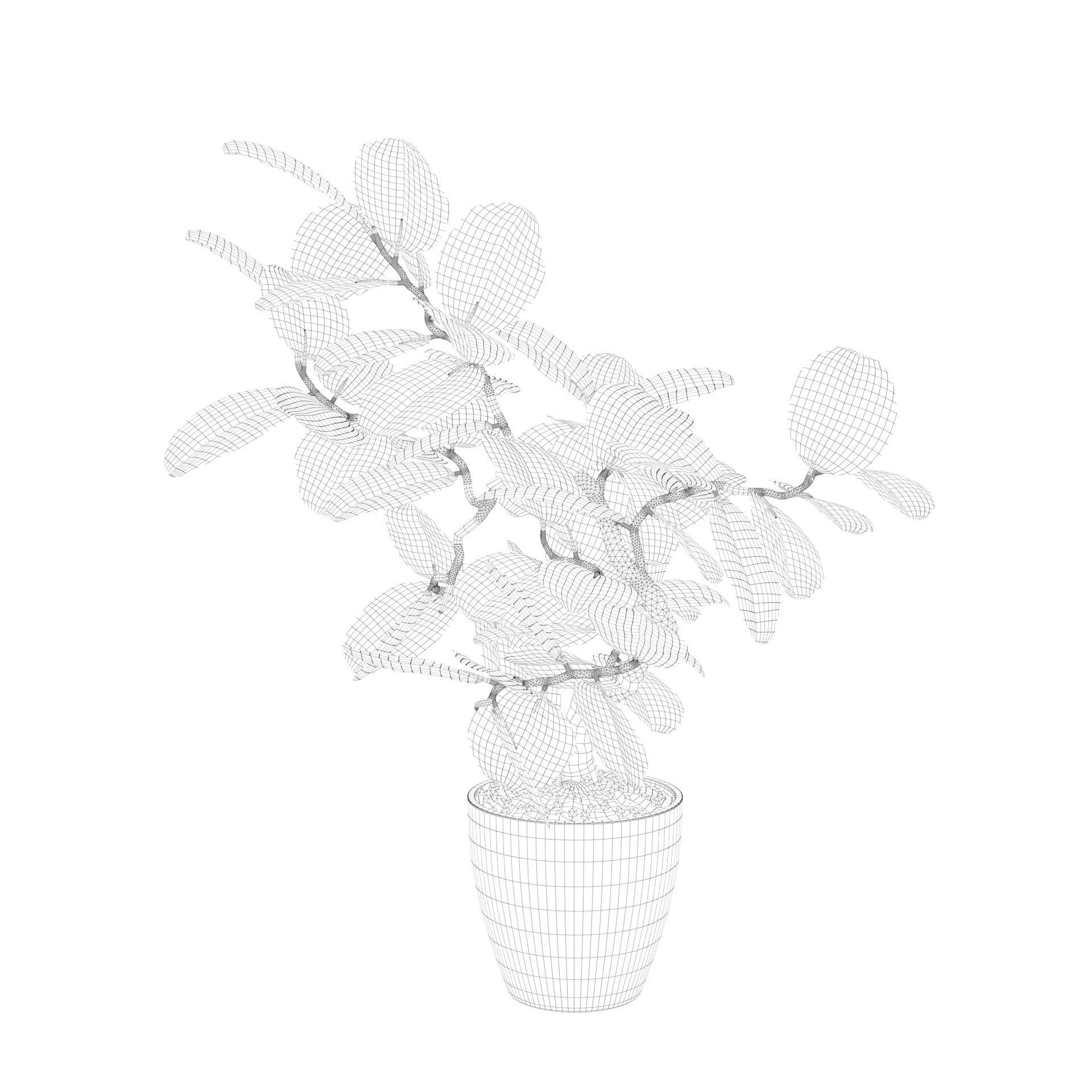 ficus benghalensis 3D model_42