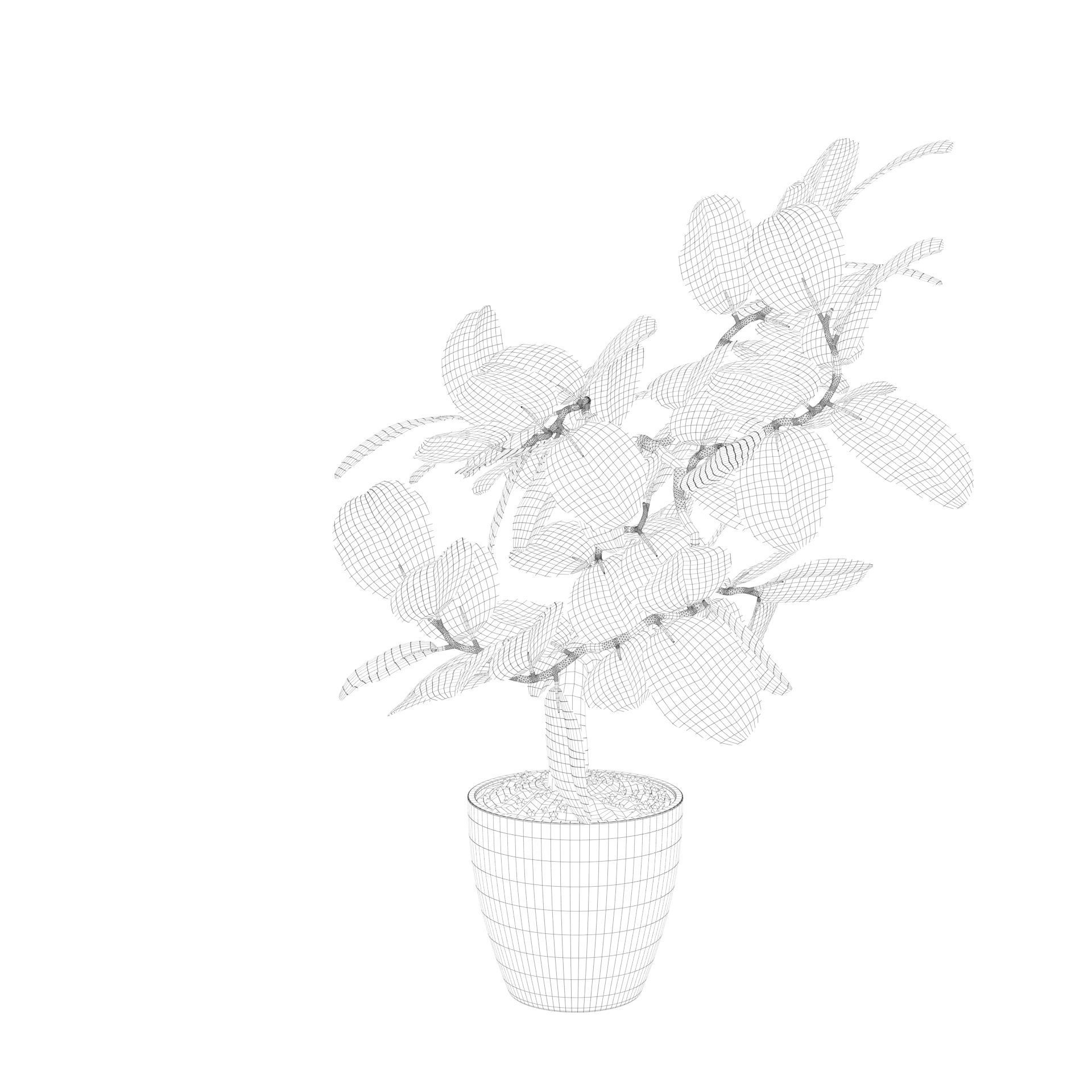 ficus benghalensis 3D model_9