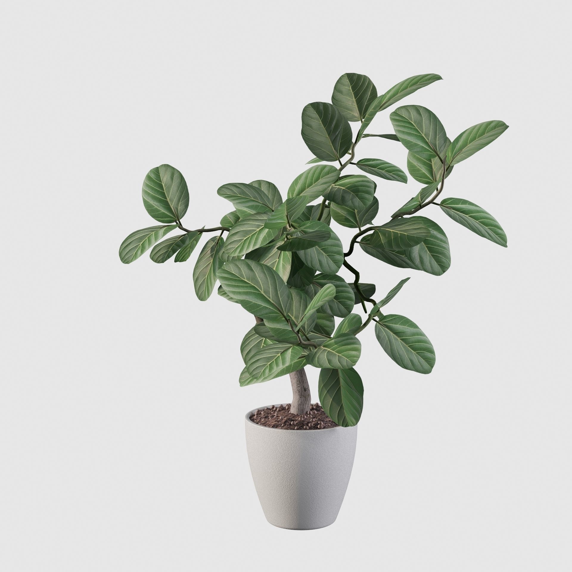 ficus benghalensis 3D model_24
