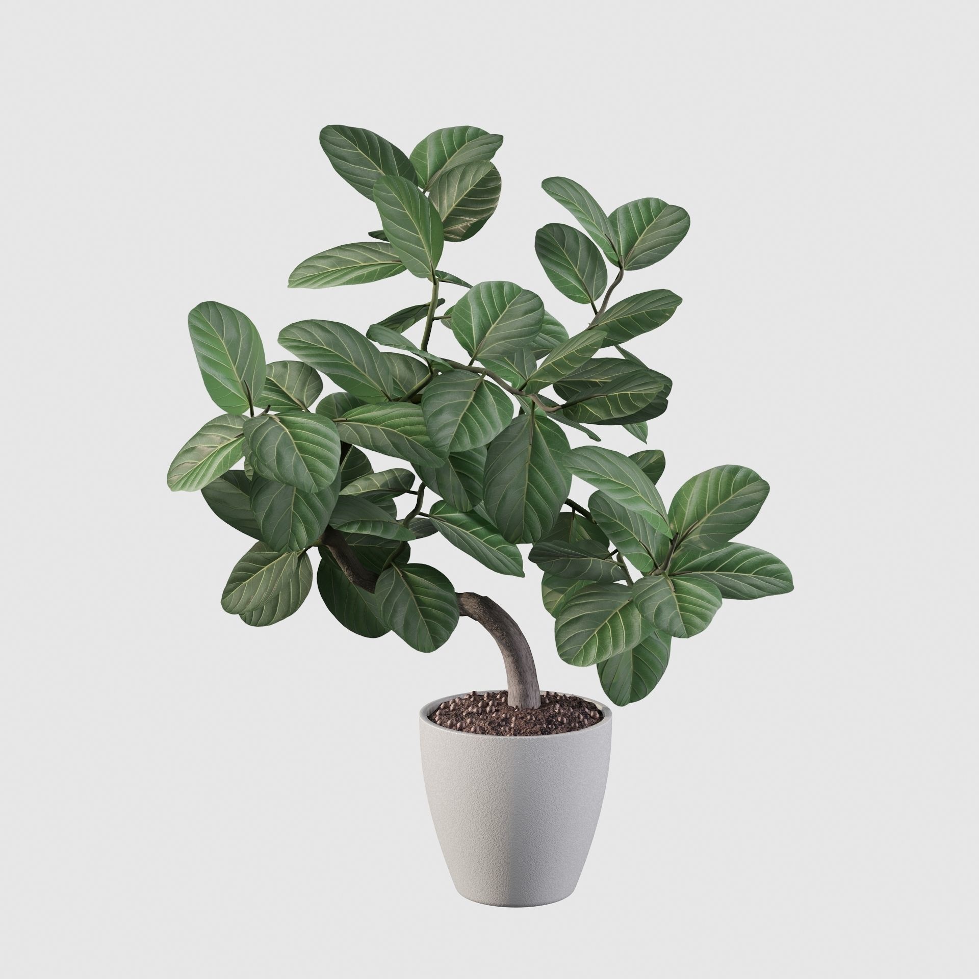 ficus benghalensis 3D model_18