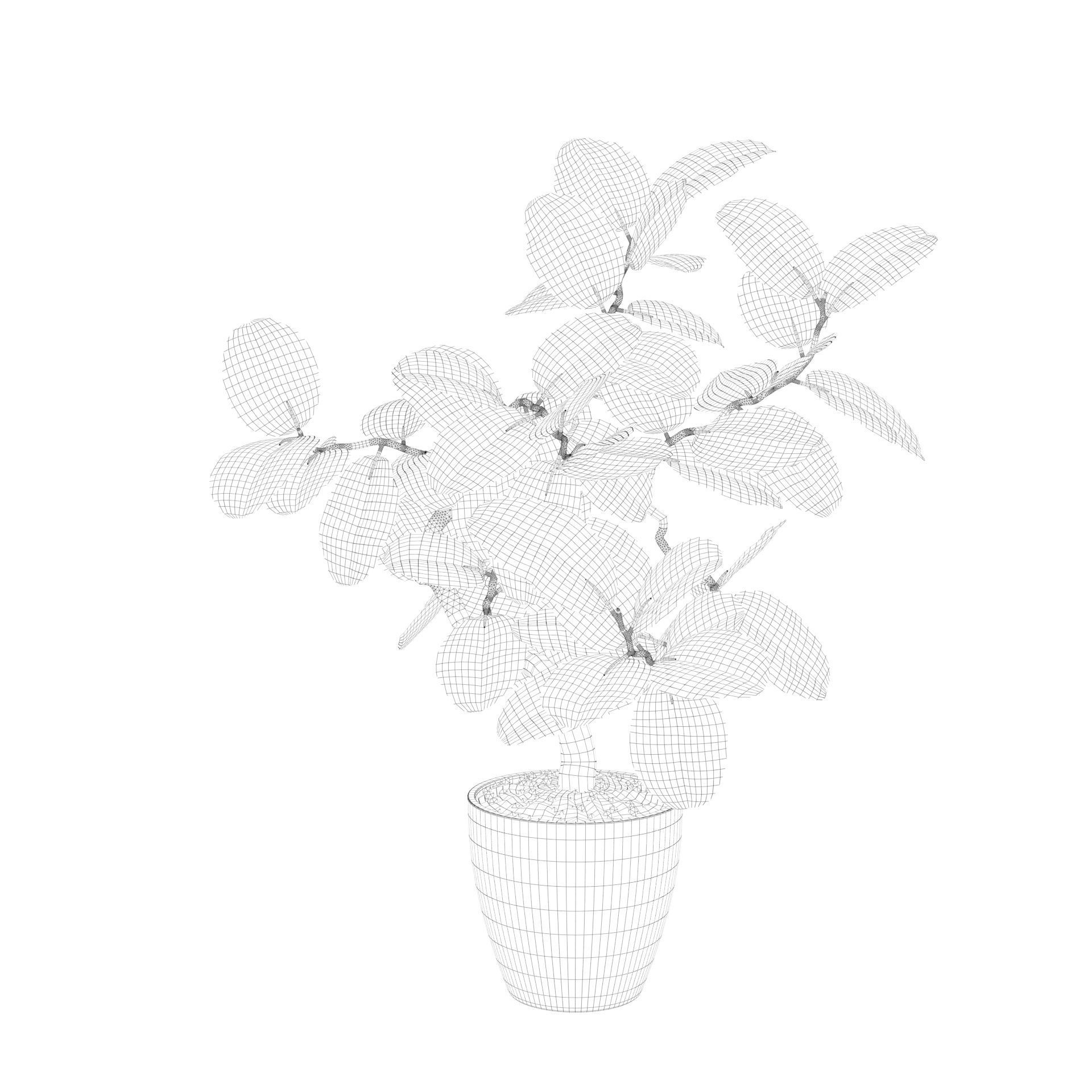 ficus benghalensis 3D model_51