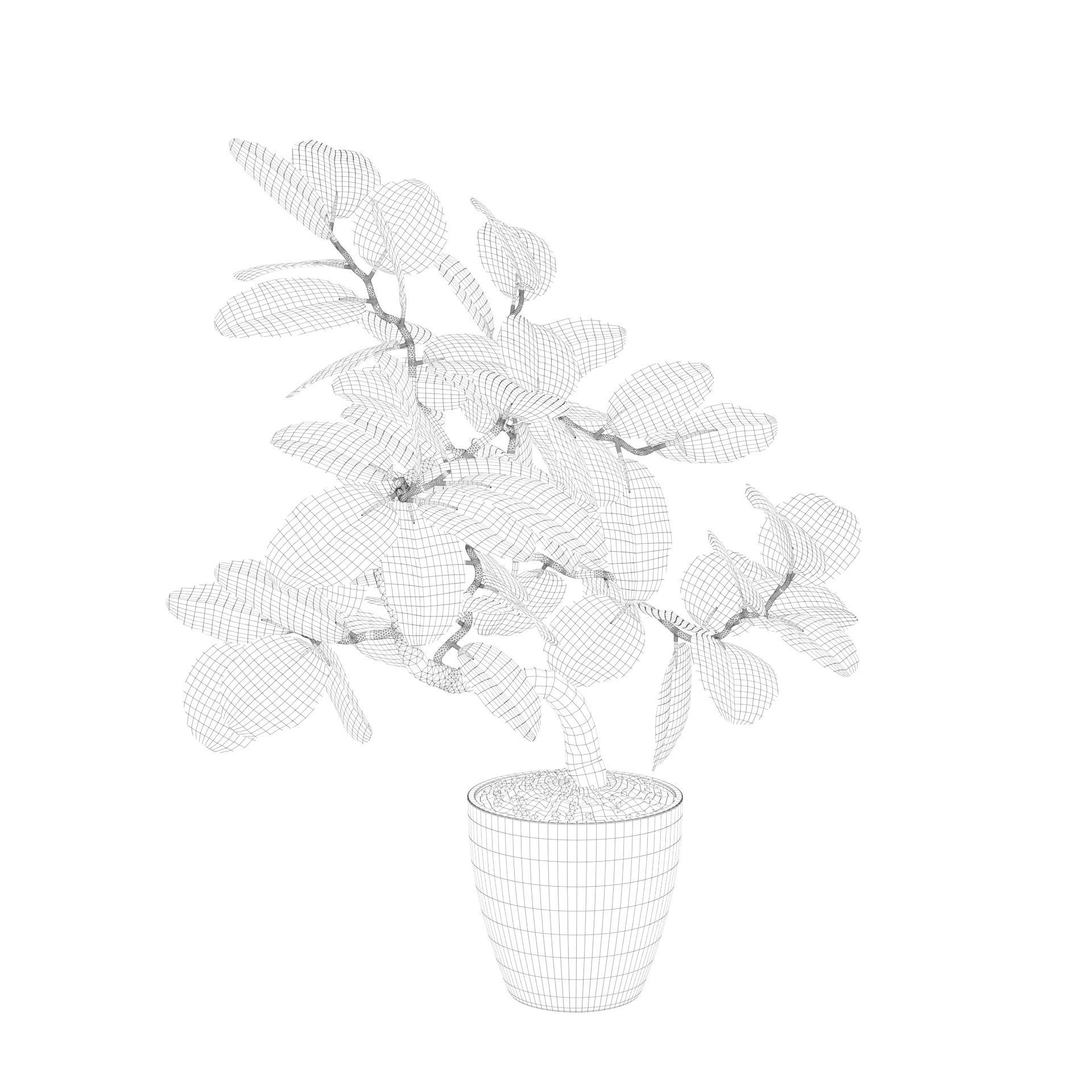 ficus benghalensis 3D model_39