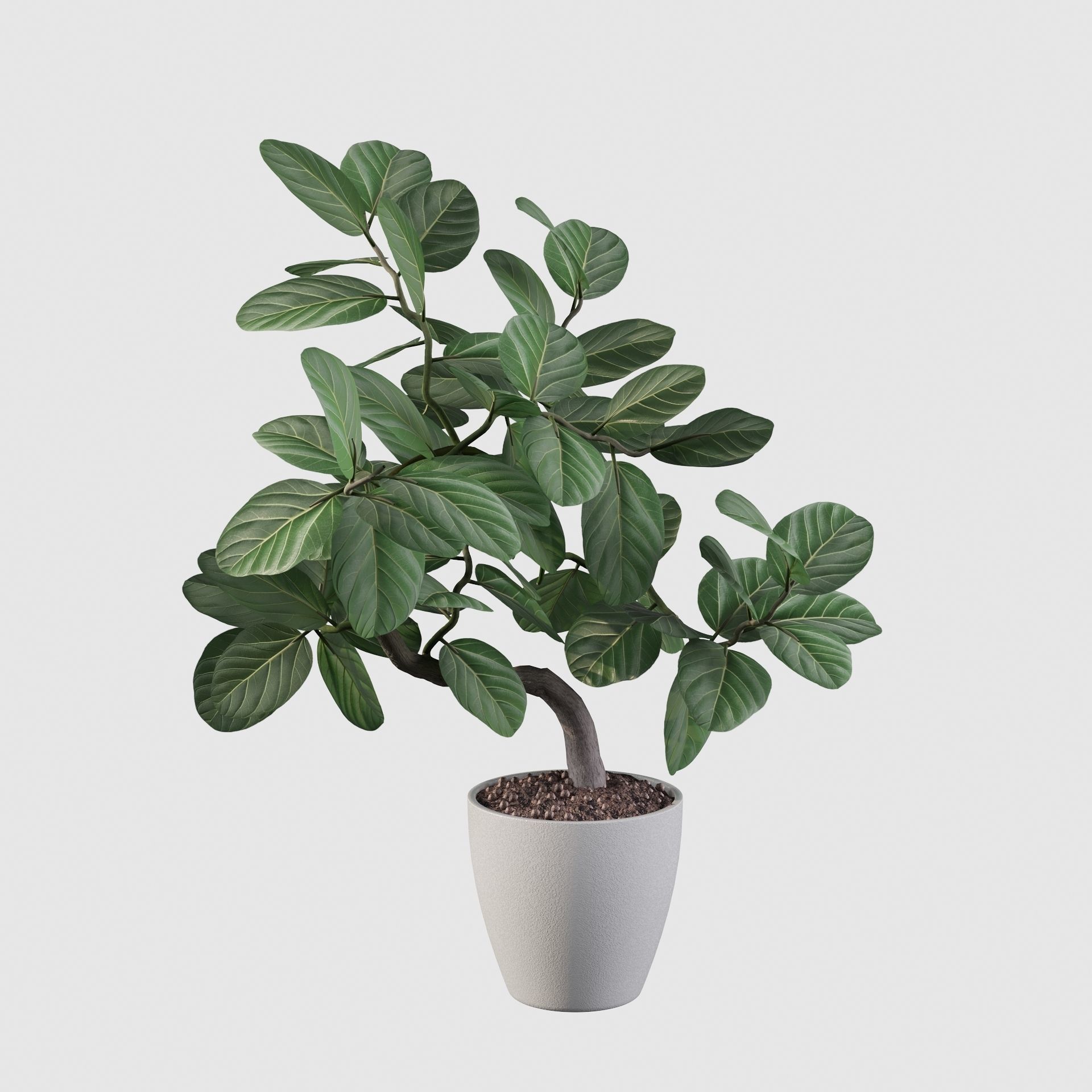 ficus benghalensis 3D model_66