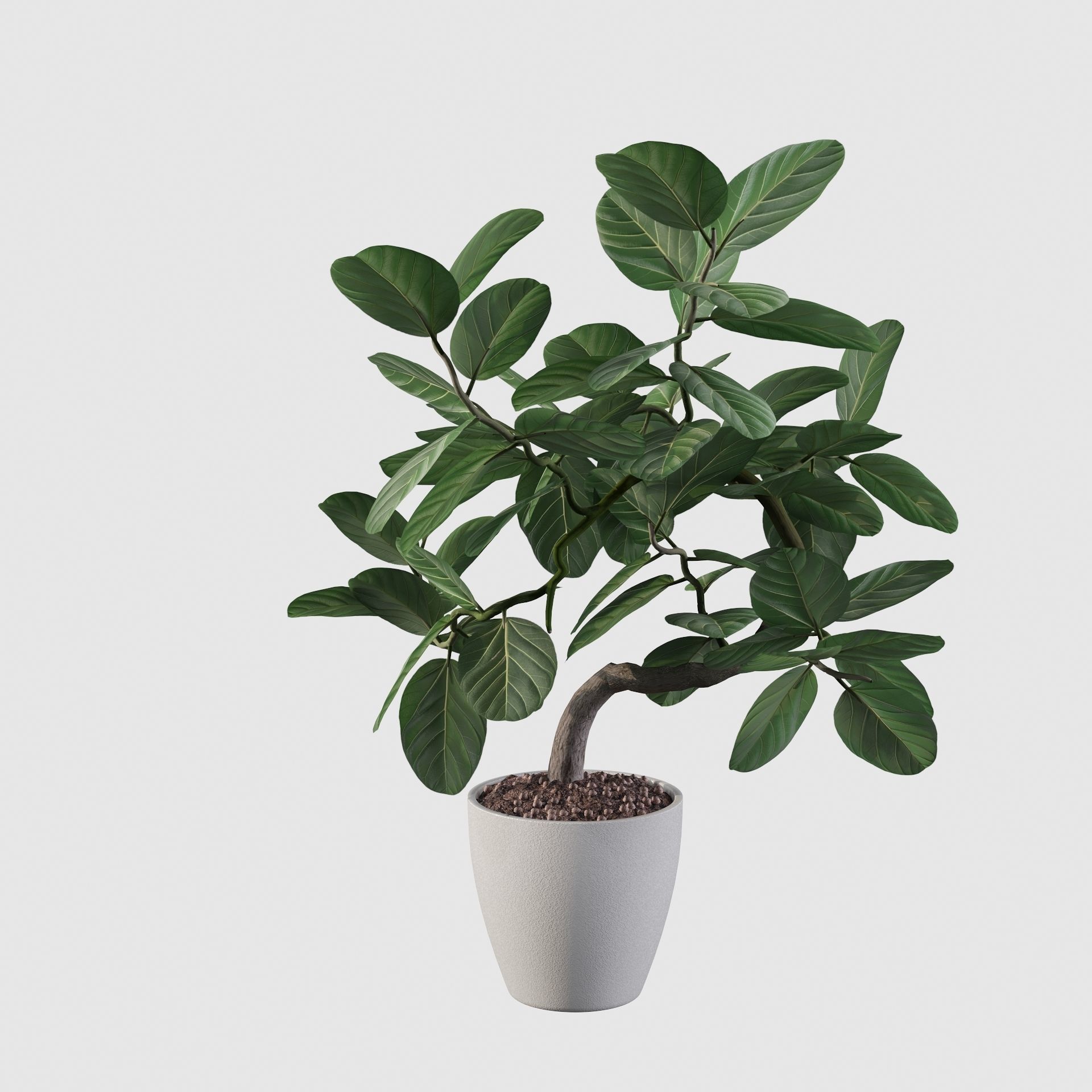 ficus benghalensis 3D model_58