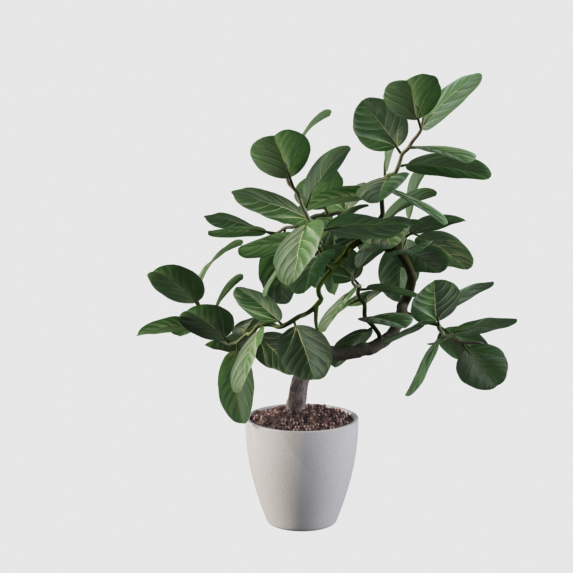 ficus benghalensis 3D model_53