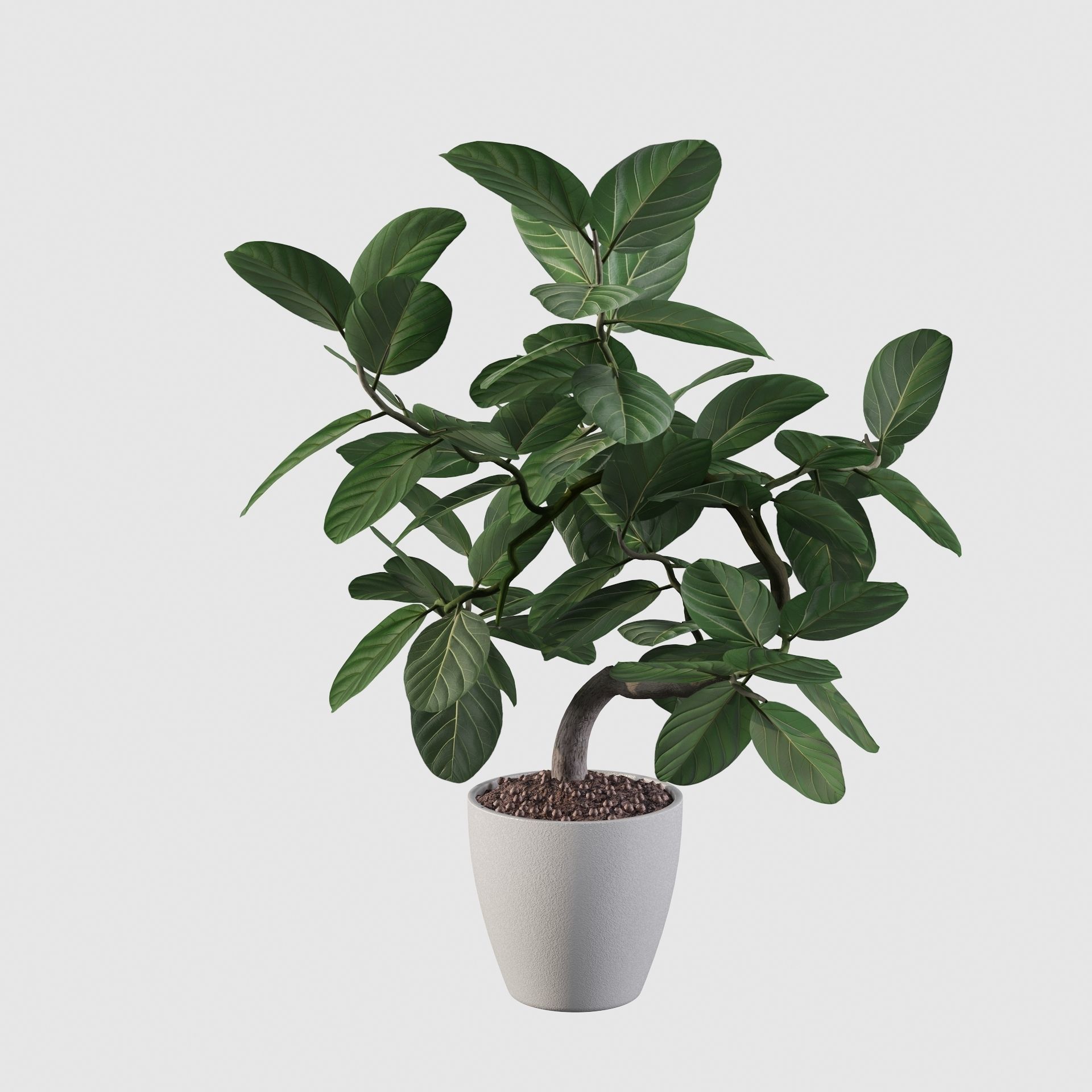 ficus benghalensis 3D model_56