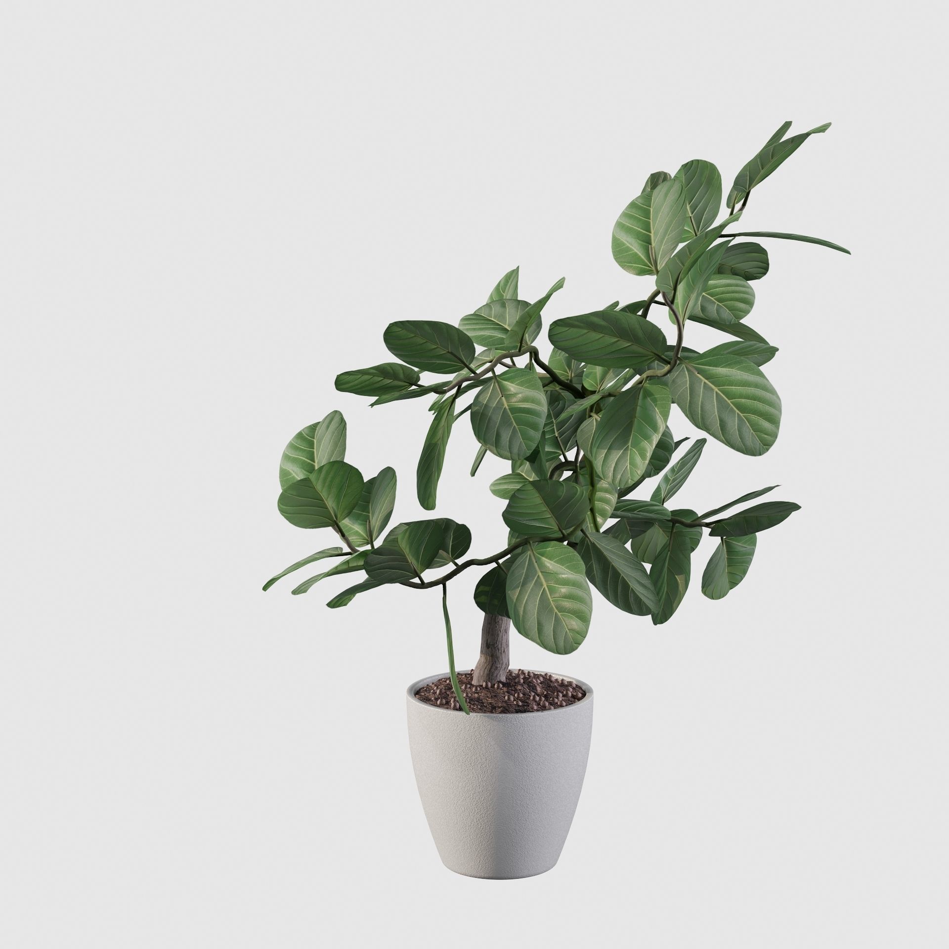 ficus benghalensis 3D model_29
