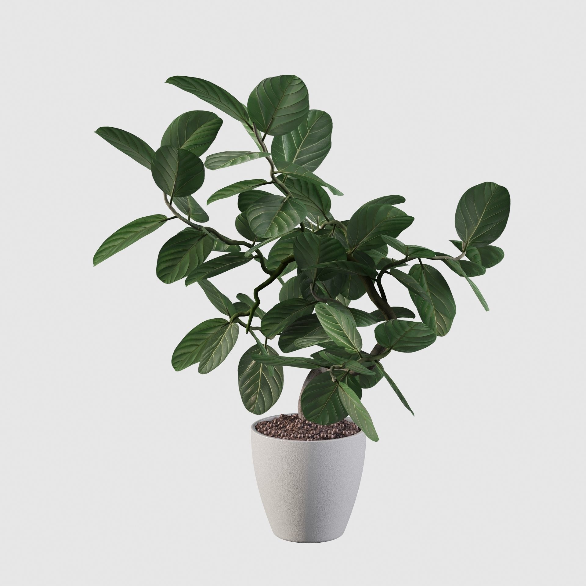 ficus benghalensis 3D model_57