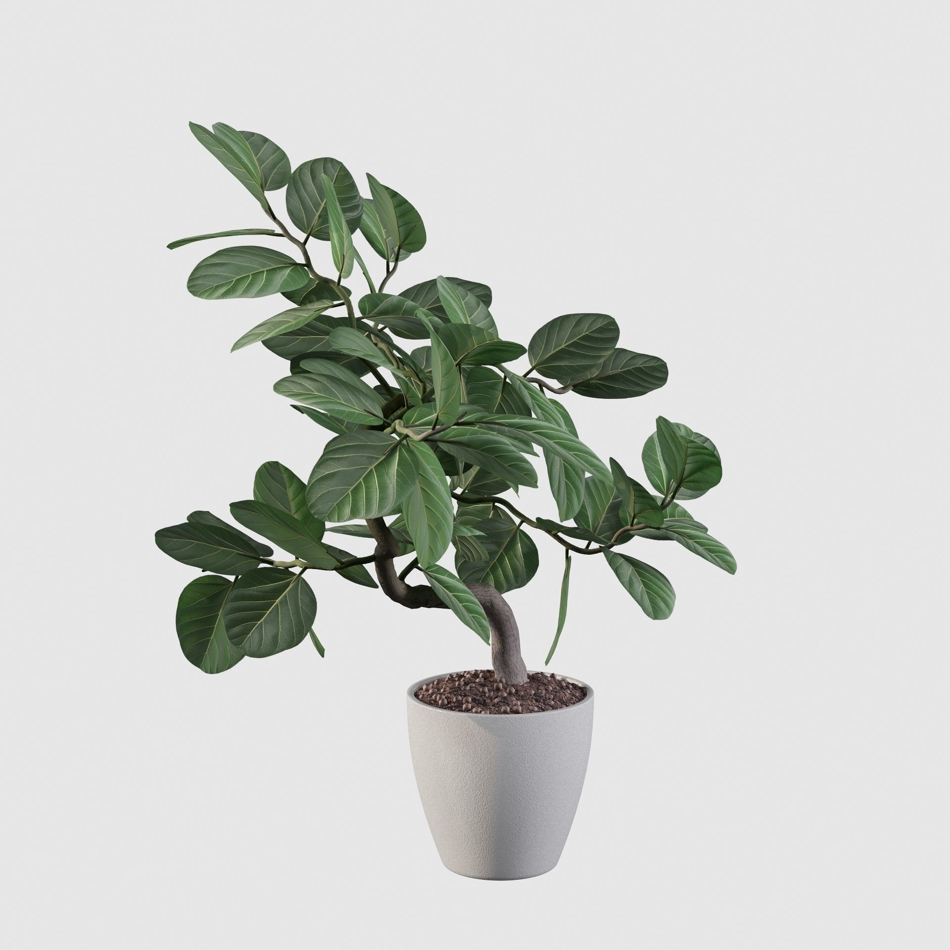 ficus benghalensis 3D model_5