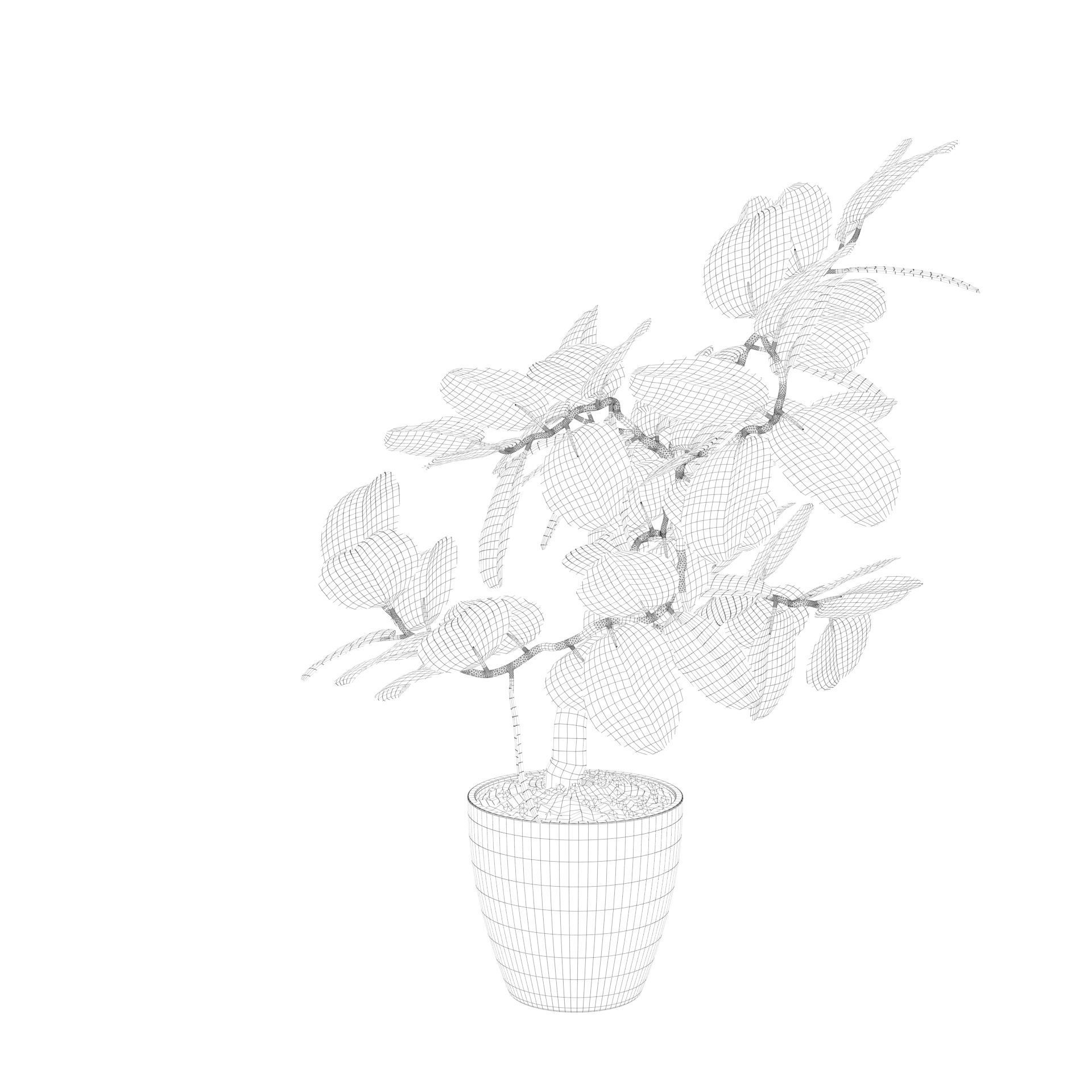 ficus benghalensis 3D model_25