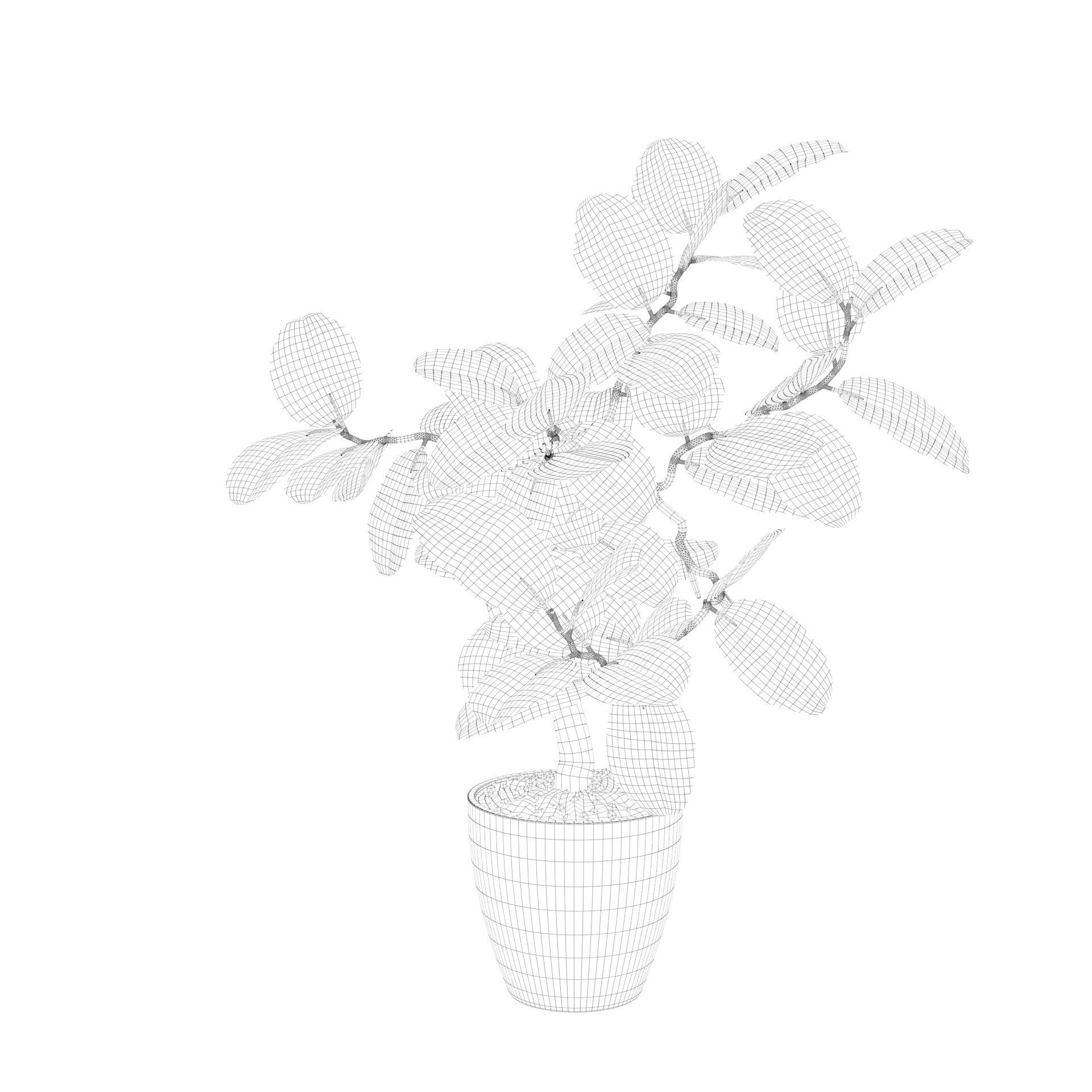 ficus benghalensis 3D model_19
