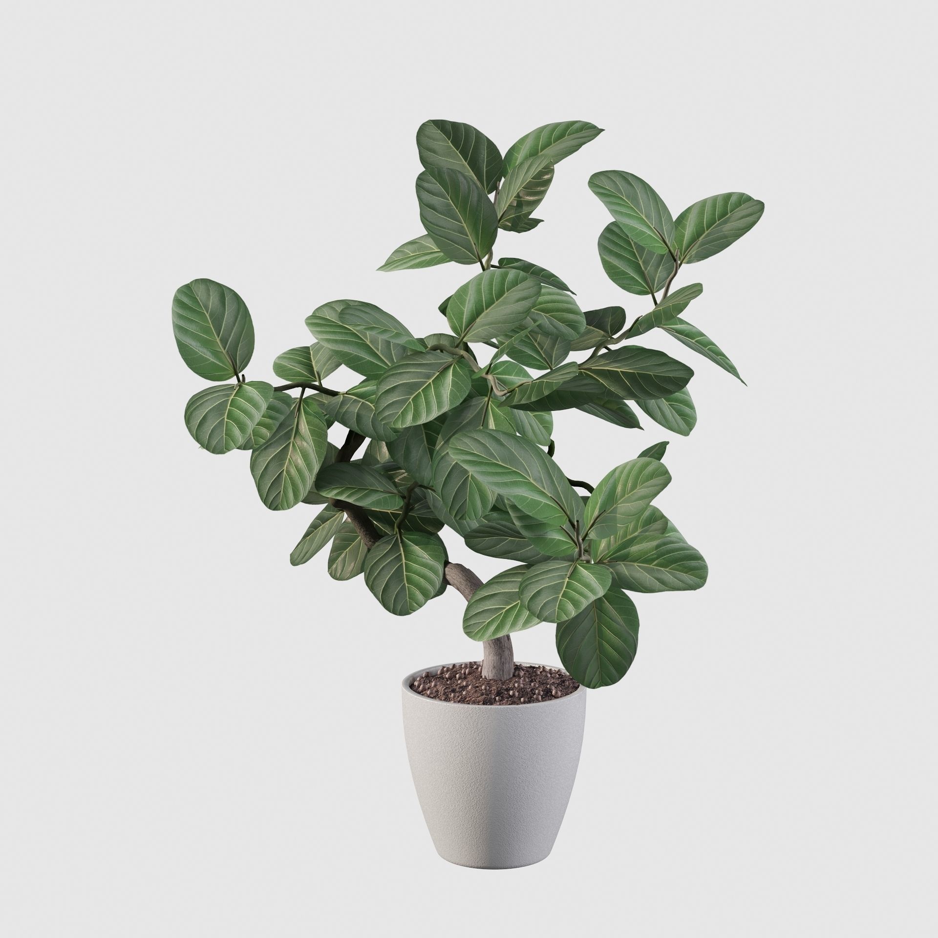 ficus benghalensis 3D model_52