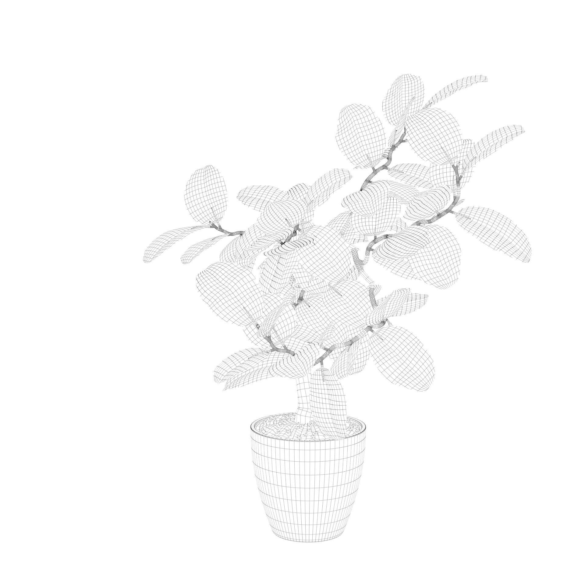 ficus benghalensis 3D model_21