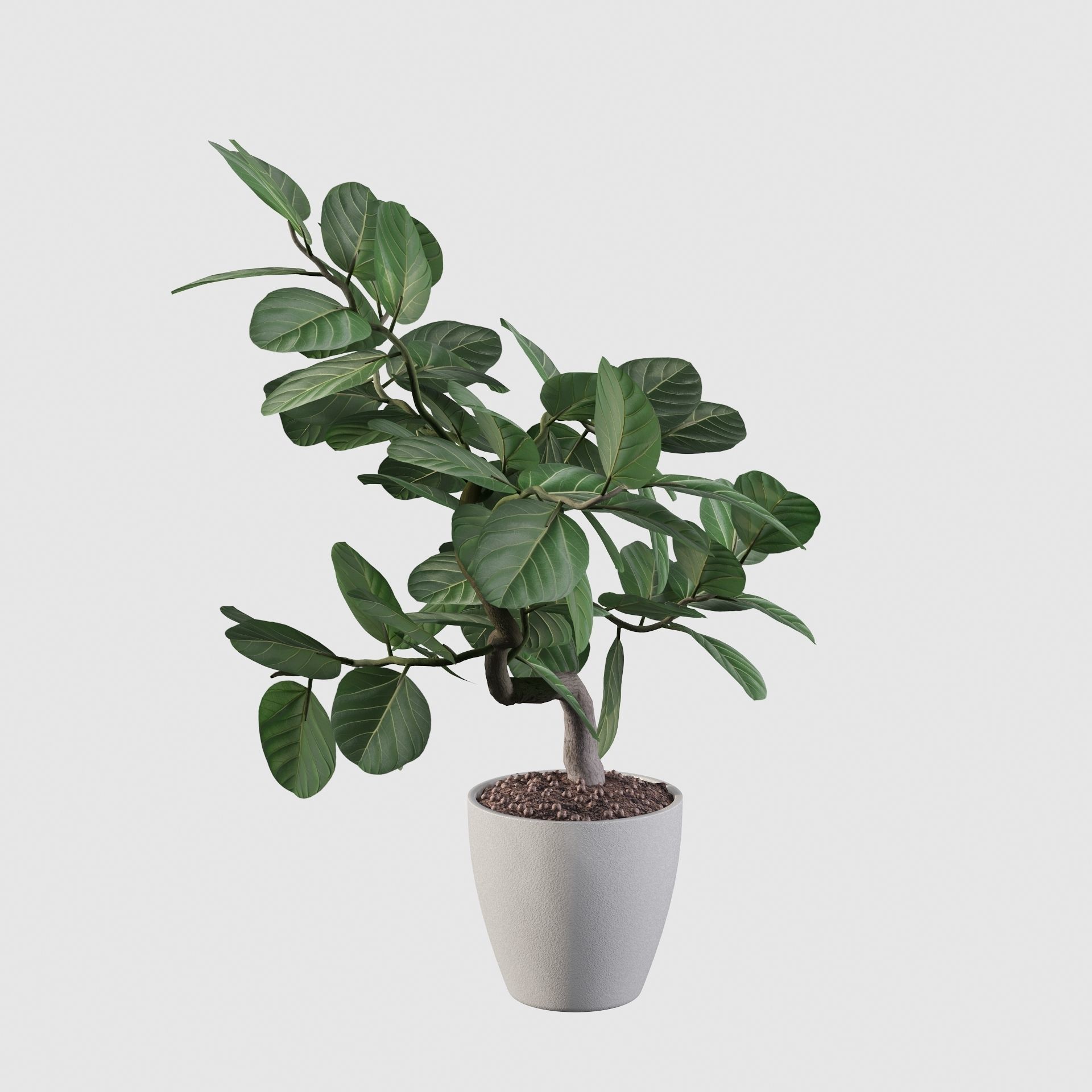 ficus benghalensis 3D model_41