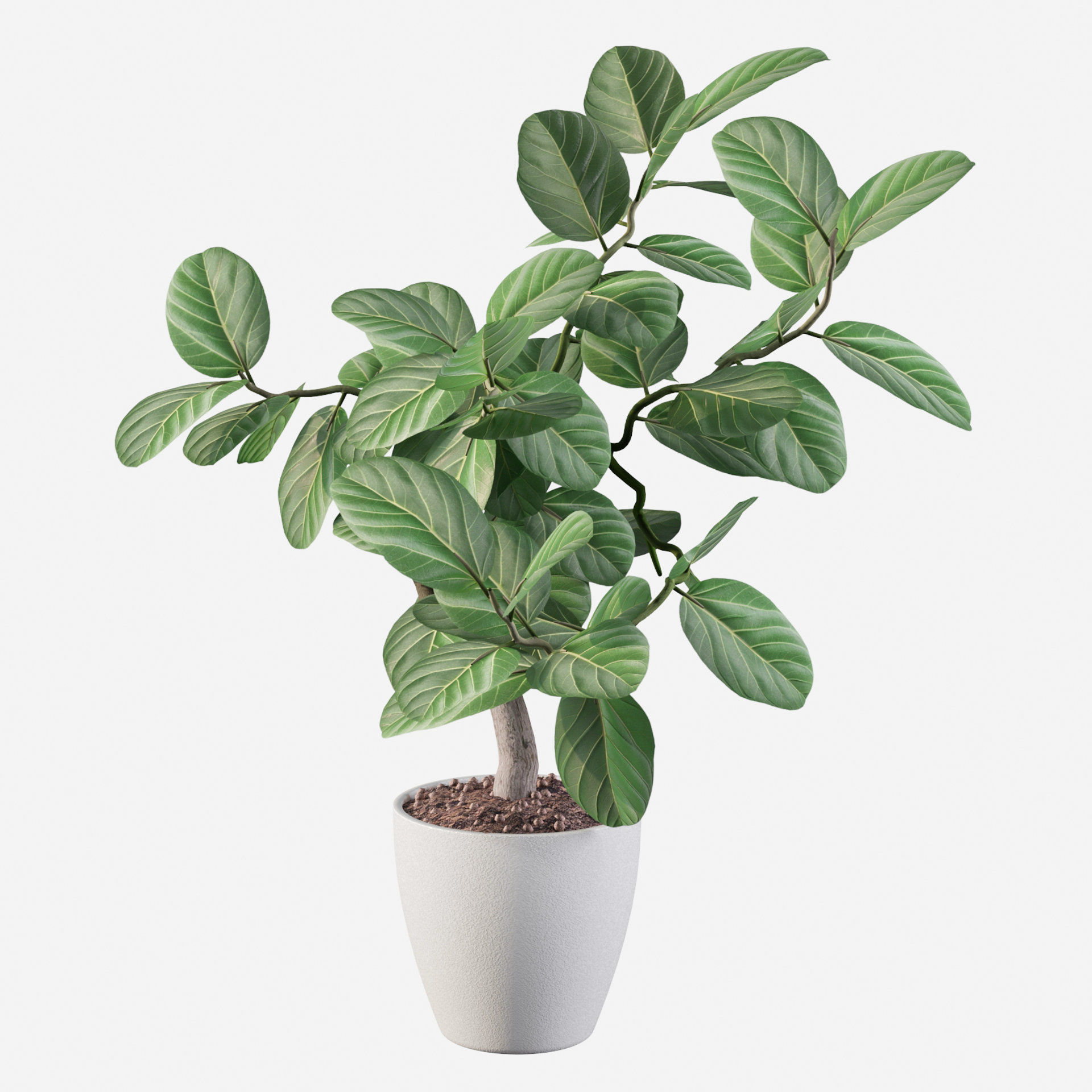ficus benghalensis 3D model_20