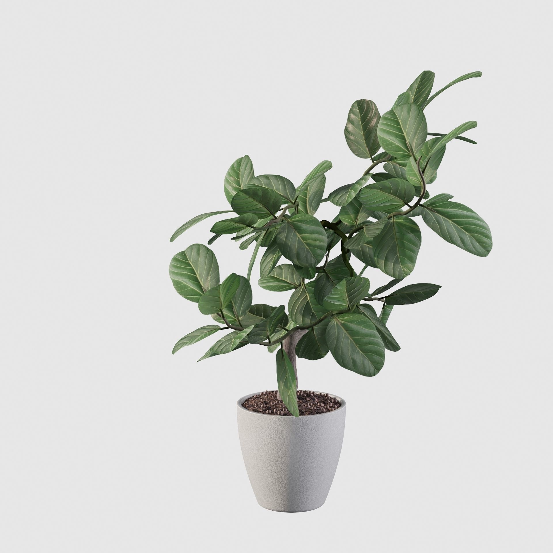ficus benghalensis 3D model_47