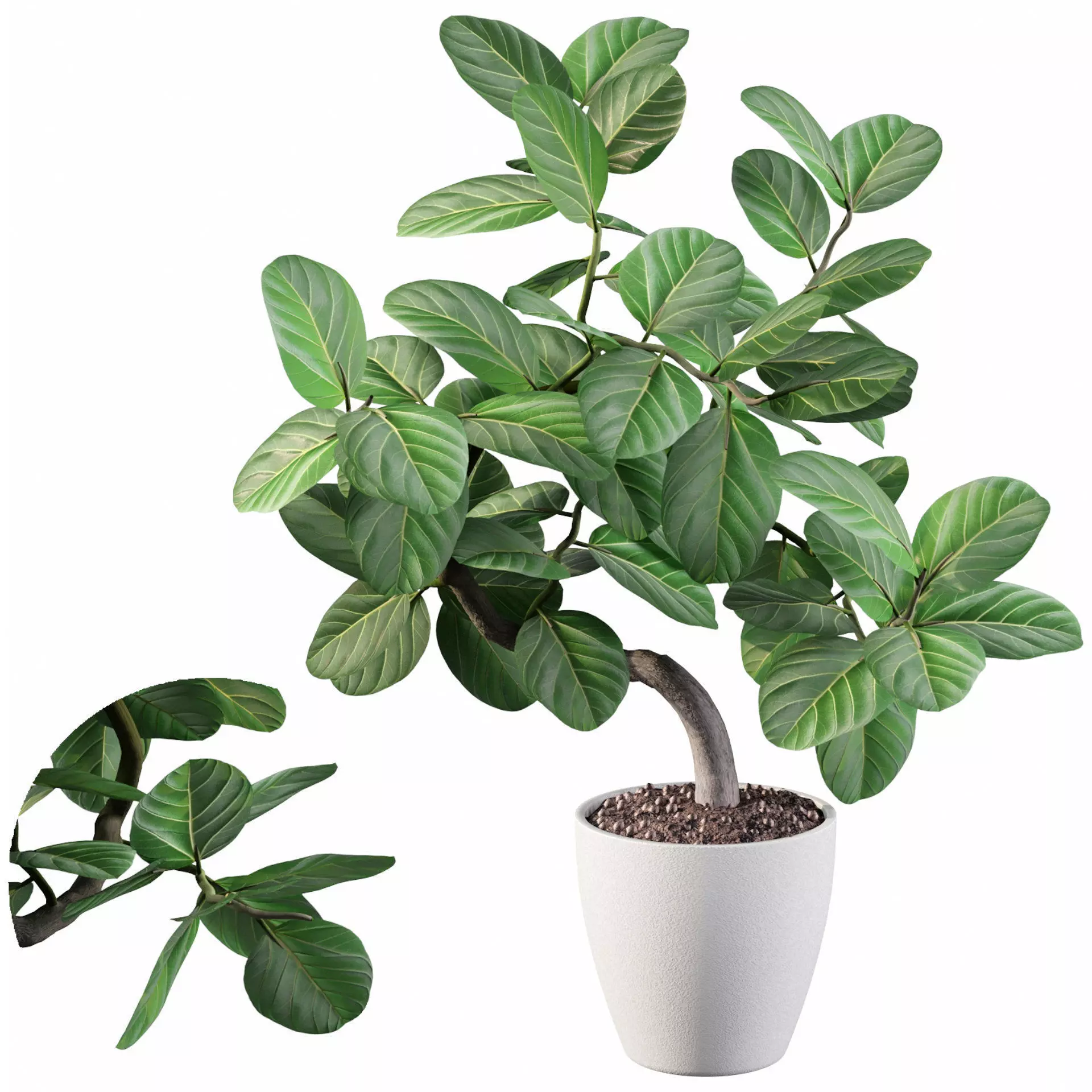 ficus benghalensis 3D model_0