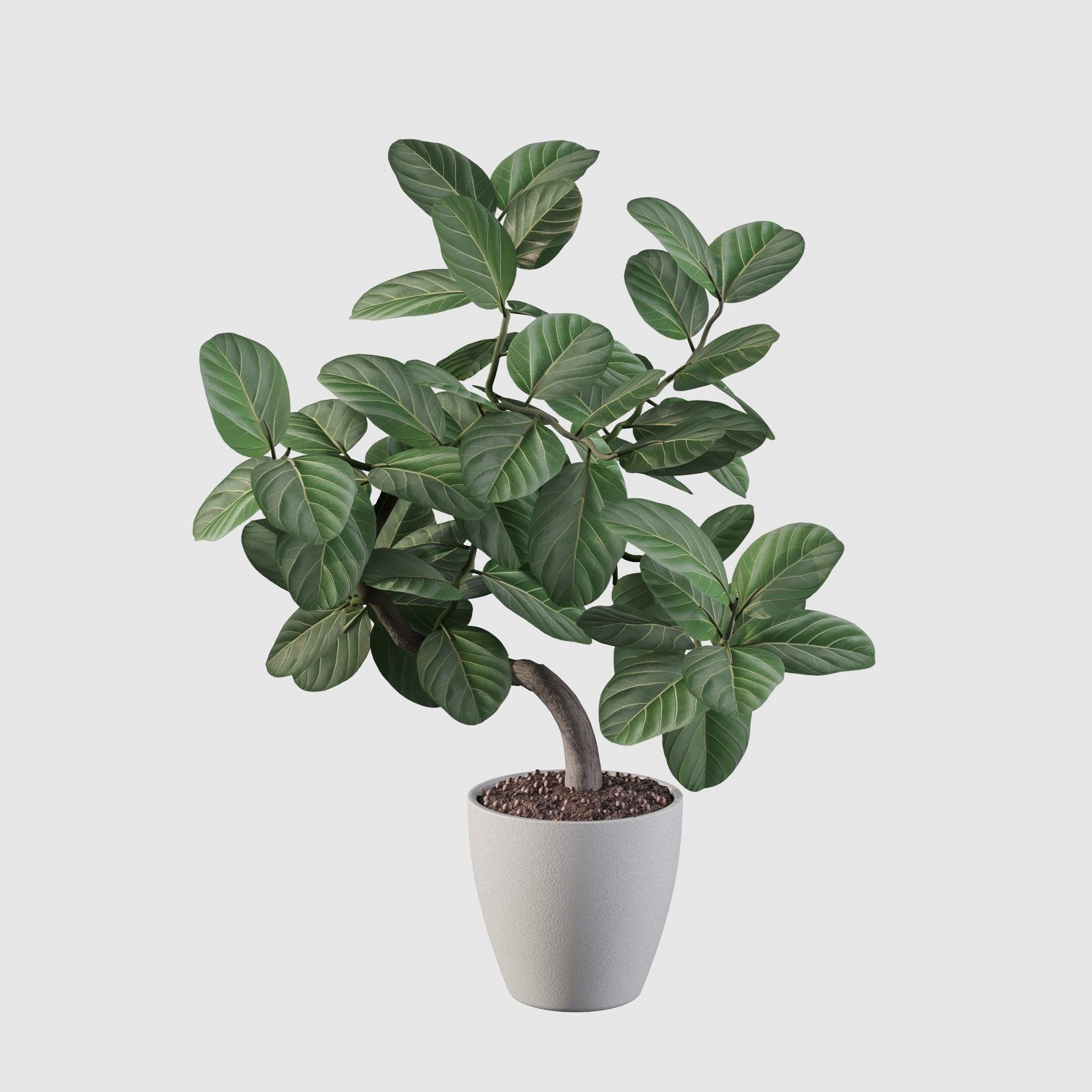 ficus benghalensis 3D model_26